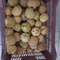 میوه به|خوردنی و آشامیدنی|قم, آزادگان|دیوار