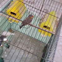 فنچ تخم گذار|پرنده|الیگودرز, |دیوار