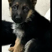 ژرمن شپرد سگ نگهبان|سگ|کوهسار (البرز), |دیوار