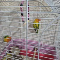 کتوله برزیلی|پرنده|زرند, |دیوار