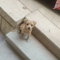 واگذاری پاپی نژاد اشتپیز 4ماهه وبسیار آروم و خوشگل