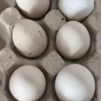 تخم مرغ گلین