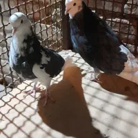 کبوتر پرشی|پرنده|بهمن, |دیوار