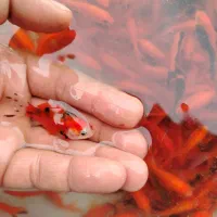 ماهی و تنگ|ماهی|شهرکرد, |دیوار