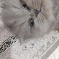 گربه پرشین سفید و طوسی آماده واگذاری