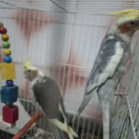 یک جفت عروس ابلغ نروماده