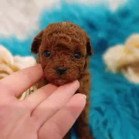 سگ توله پودل تاینی پودل دارک رد ۸۰ روز