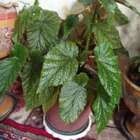 گل‌های طبیعی با گلدان