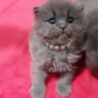 گربه ماده اسکاتیش مهربون