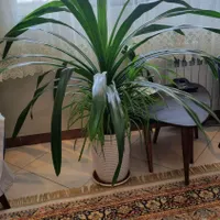 گیاه پاندانوس
