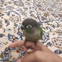 طوطی گرینچیک فول دستی|پرنده|بندرعباس, |دیوار