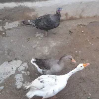 یک جفت غاز و یک عدد بوقلمون ماده