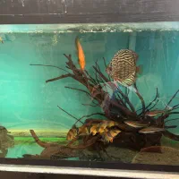 اکواریوم|ماهی|مشهد, هفده شهریور|دیوار