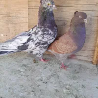 ۴تاکبوترپرشی شازده وابلق وسروروسرخ