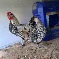 مرغ و خروس سبرایت