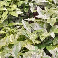 فروش گل آکوبا و عبایی و پای مورت|گل و گیاه طبیعی|کلاچای, |دیوار