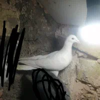 سفید 4 تیغ دیگه داره معاوضه با پرپرو استا هم دارم