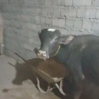 فروش چهار راس گوساله گاومیش نرو ماده