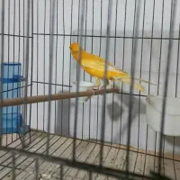 قناری نره بخان|پرنده|رشت, معلولین|دیوار