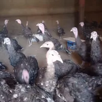 تعداد 150 عدد جوجه بوقلمون بومی و جوجه خروس بومی|حیوانات مزرعه|تهران, جنت‌آباد مرکزی|دیوار