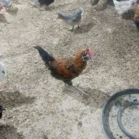 مرغ و خروس گلین نیمچه دو تا چهار ماهه