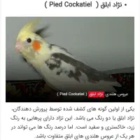 عروس هلندی گمشده مژدگانی مبلغ دلخواه شما