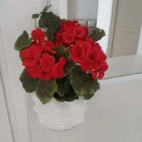 گل شمعدانی بسیار زیبا