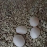 یک جفت عروس هلندی|پرنده|جم, |دیوار