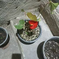 گلها بصورت تکی هم فروخته میشود|گل و گیاه طبیعی|خمام, |دیوار