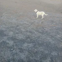 سگ سرابی اصیل شیش ماه|سگ|سبزوار, جوادیه شرقی|دیوار