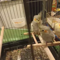 عروس هلندی سینامون  جفتی 1500