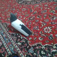 باسلام نر سینه سیاه دستی دنبال موتور ماشین پاک پاک|پرنده|کرمان, |دیوار