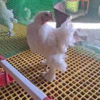 تخفیف نیمچه های مرغ و خروس برهما