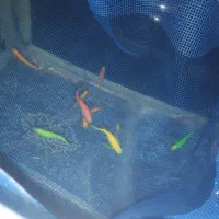 ماهی زبرا مولد