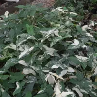 فروش انواع گلهای آپارتمانی|گل و گیاه طبیعی|گتاب, |دیوار