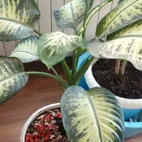 گل دیفن|گل و گیاه طبیعی|کرج, دولت‌آباد|دیوار