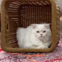 مژدگانی|گربه|زنجان, |دیوار
