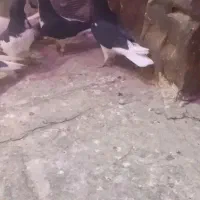 سلام دوتا چپ سیاه نر پرشی به شرط