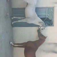 نریان دوسر عرب مصری سواری دار پر خون|اسب و تجهیزات اسب‌سواری|تهران, ترمینال غرب|دیوار