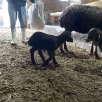 بره و بزغاله|حیوانات مزرعه|کنگاور, |دیوار