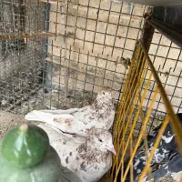 چند جفت کفتر عتیقه|پرنده|تهران, هلال احمر|دیوار