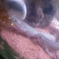 ماهی اکواریم قیمت توافقی