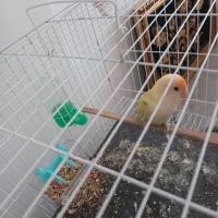 کوتوله برزیلی