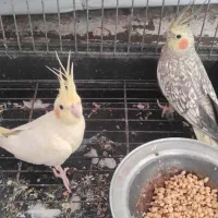 عروس هلندی نر ماده مولد جوجه|پرنده|شیراز, قلعه نو|دیوار