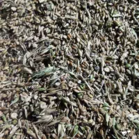 گندم و جو برای دام