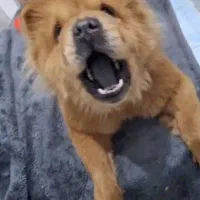 سگ ماده چاو چاو واگذاری|سگ|بابل, |دیوار