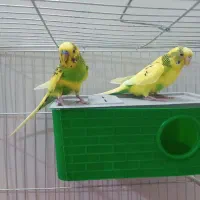 مرغ عشق نر،ماده