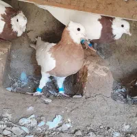 پرنده|پرنده|خوسف, |دیوار