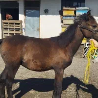 دو کره نریان