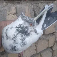 کفتر پرشی|پرنده|قم, باغ شازده|دیوار